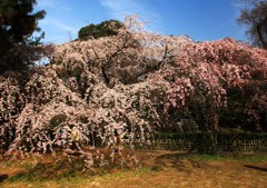 枝垂れ桜