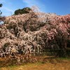 枝垂れ桜