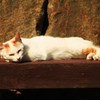 春休みzzz