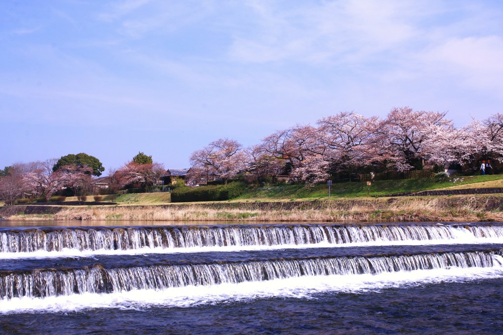 桜日和