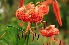 オニユリの水浴び1