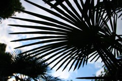 初夏の陽射し
