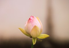 ツボミふくらむ
