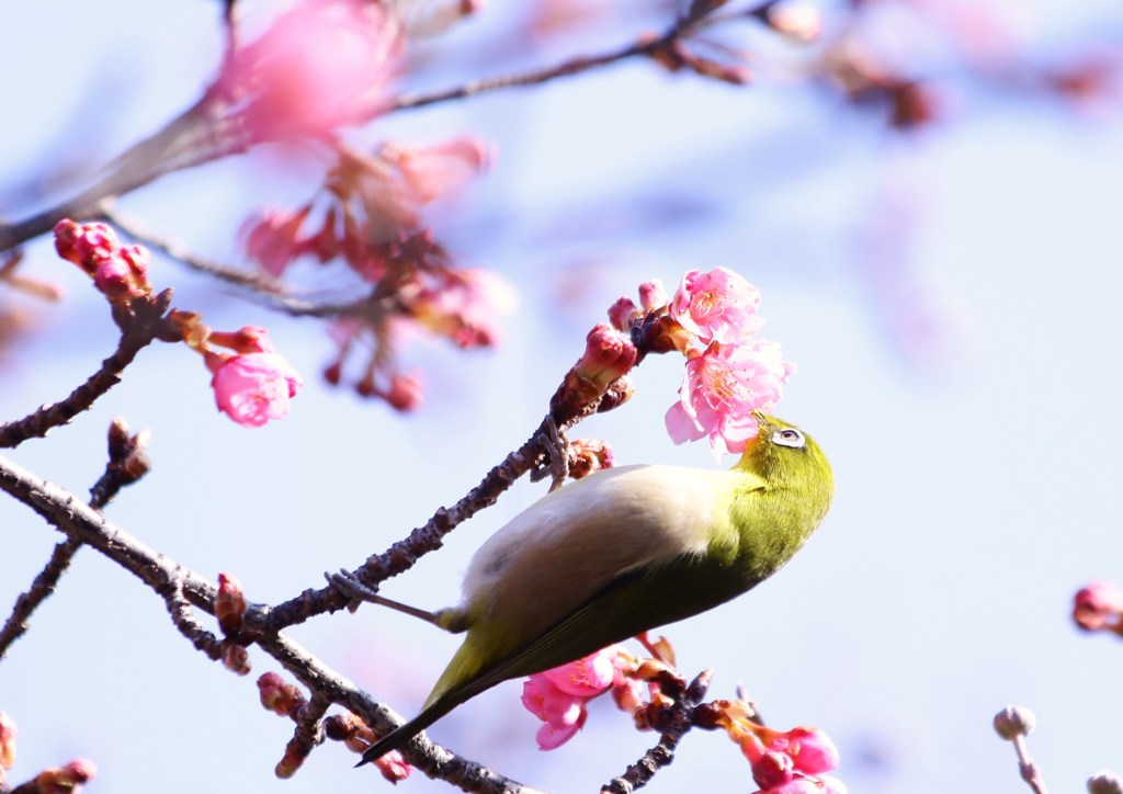 河津桜とメジロ