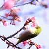 河津桜とメジロ