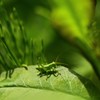 緑に染まる