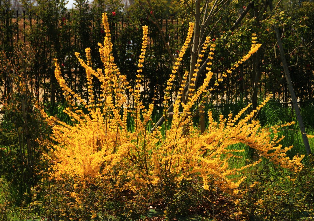 自然流生け花＊レンギョウ＊