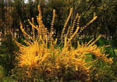 自然流生け花＊レンギョウ＊