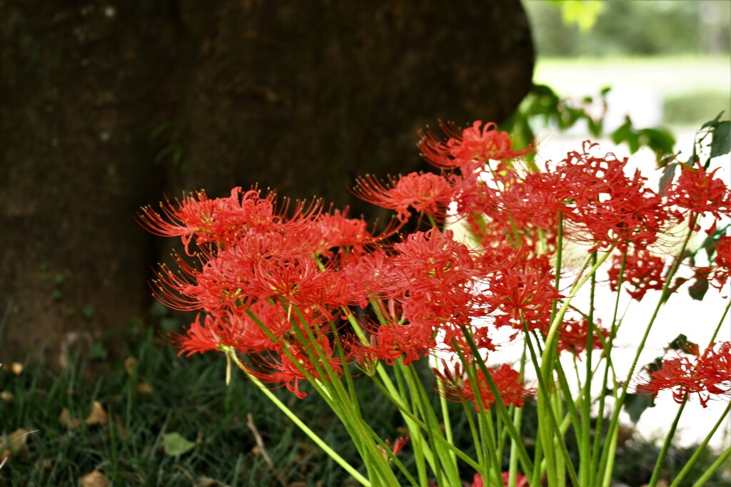 彼岸花明暗