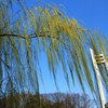 春風のカーテン