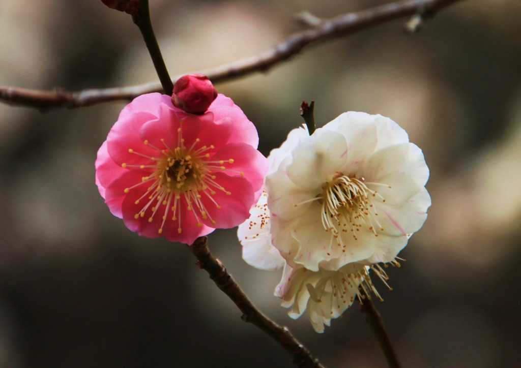 ★頼朝と　清盛が咲く　源平梅
