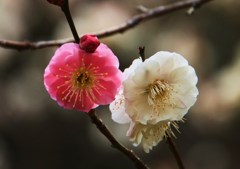 ★頼朝と　清盛が咲く　源平梅