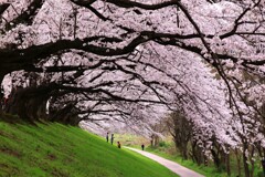 背割り桜・右も良し！