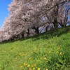 お花見日和