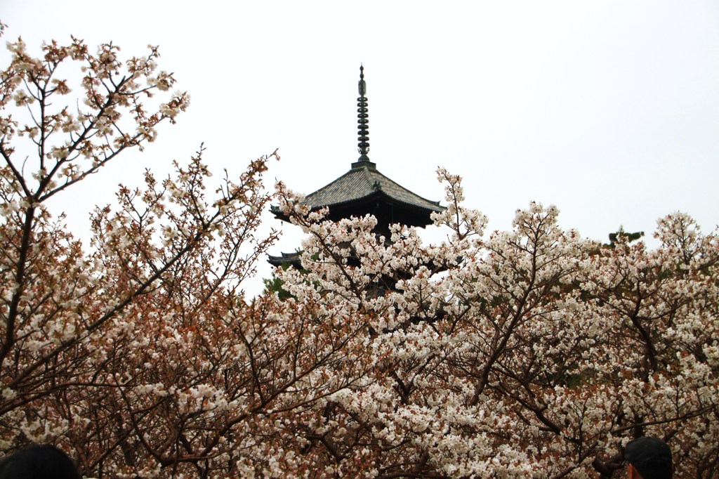 御室桜と五重塔