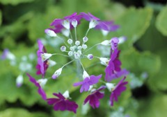 春花火