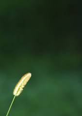 ☆ 輝 き ★