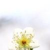 白梅