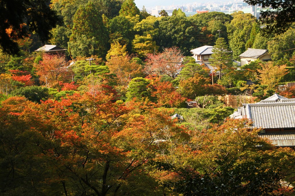 紅の里