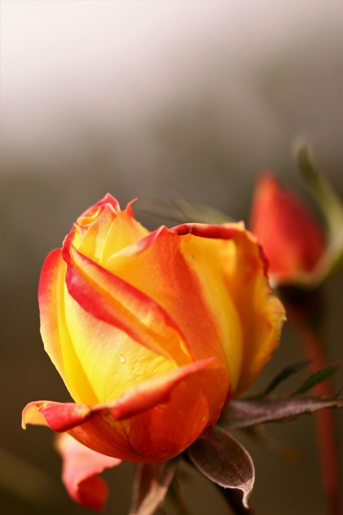 名残りの薔薇