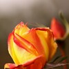 名残りの薔薇