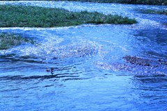 鴨川の流れ