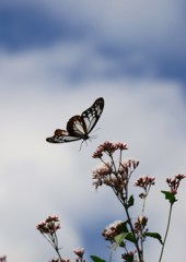 渡り蝶の飛翔１