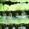 初夏の輝き
