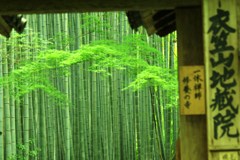 竹の寺