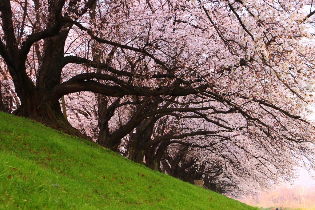 朝陽に映える桜傘