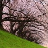 朝陽に映える桜傘