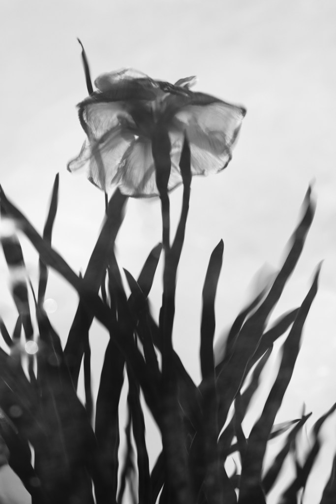 揺れる花しょうぶ