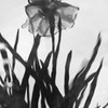 揺れる花しょうぶ