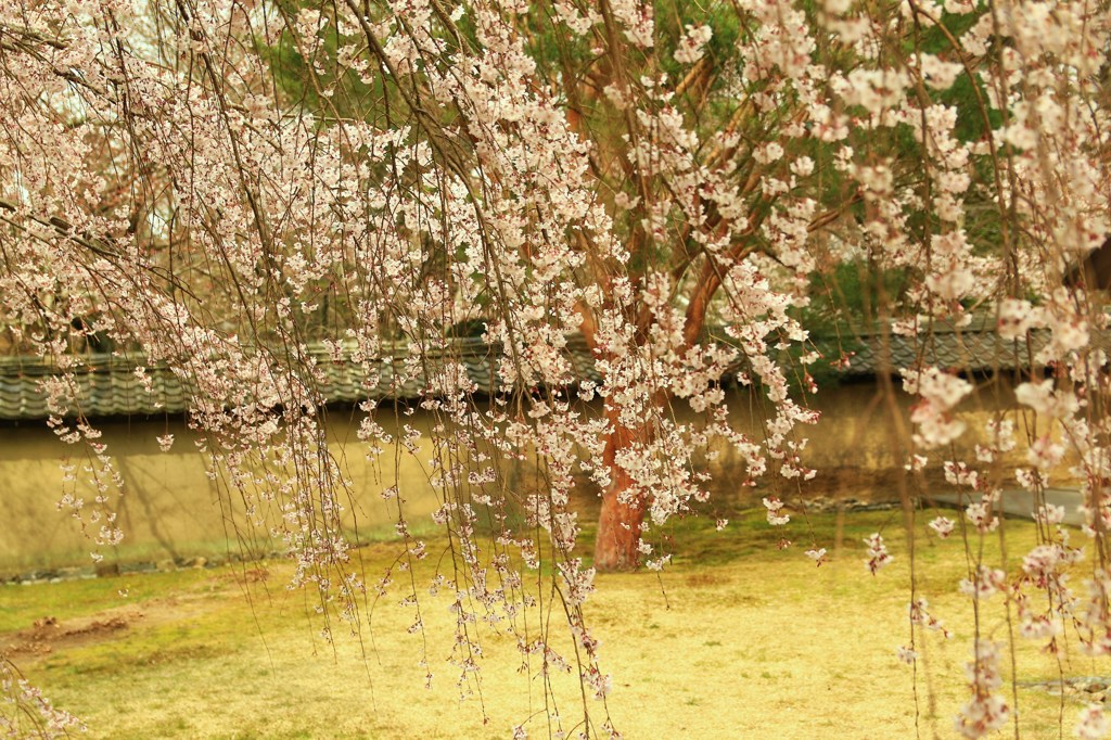 秀吉が愛した桜★醍醐寺・春の雨★