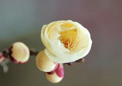 春な忘れそ