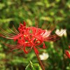 曼珠沙華の唄