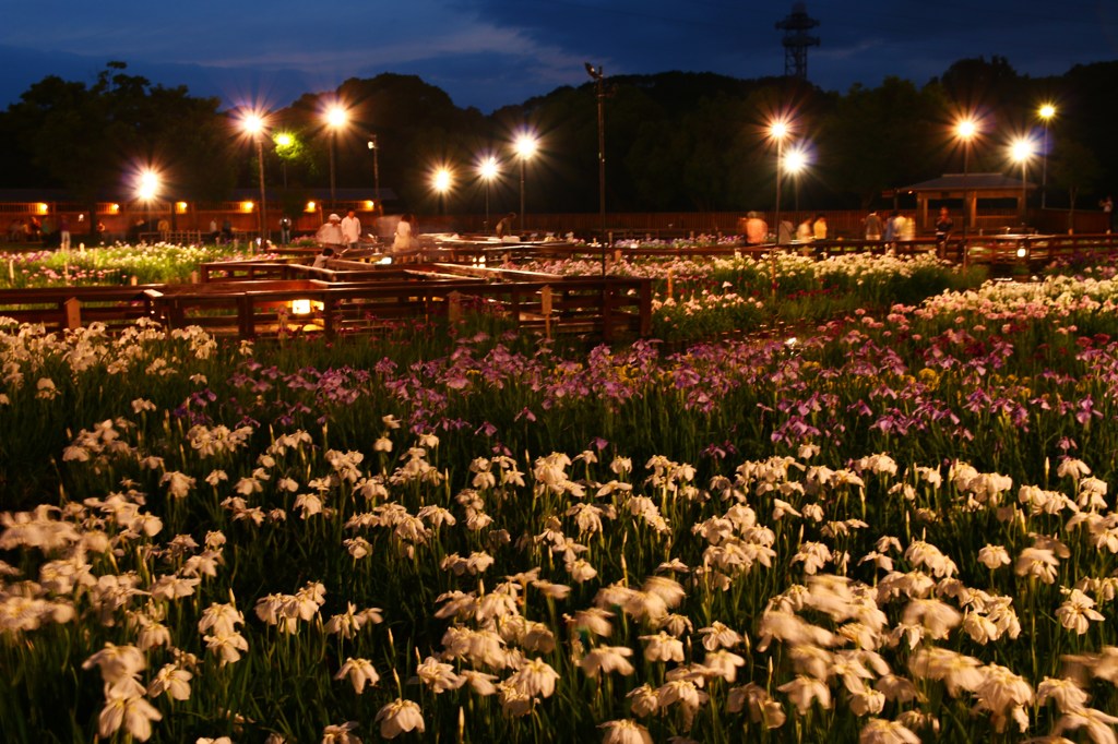 夜の菖蒲園