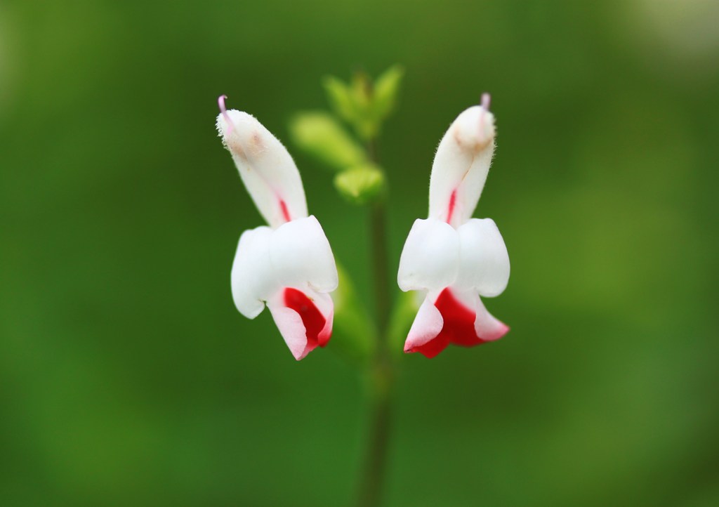 ﾌﾟリティ・シスターズ