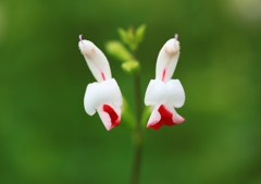 ﾌﾟリティ・シスターズ