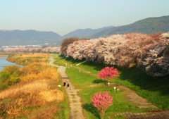 朝陽に映える桜並木