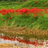 紅二筋