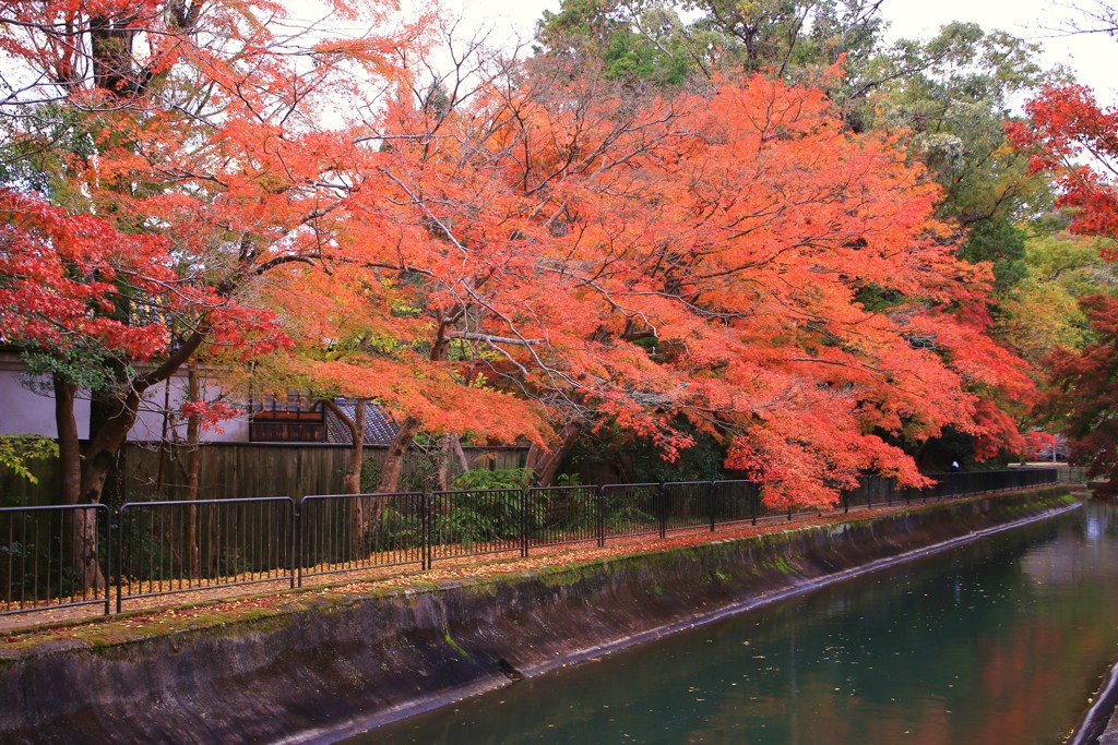燃える疏水