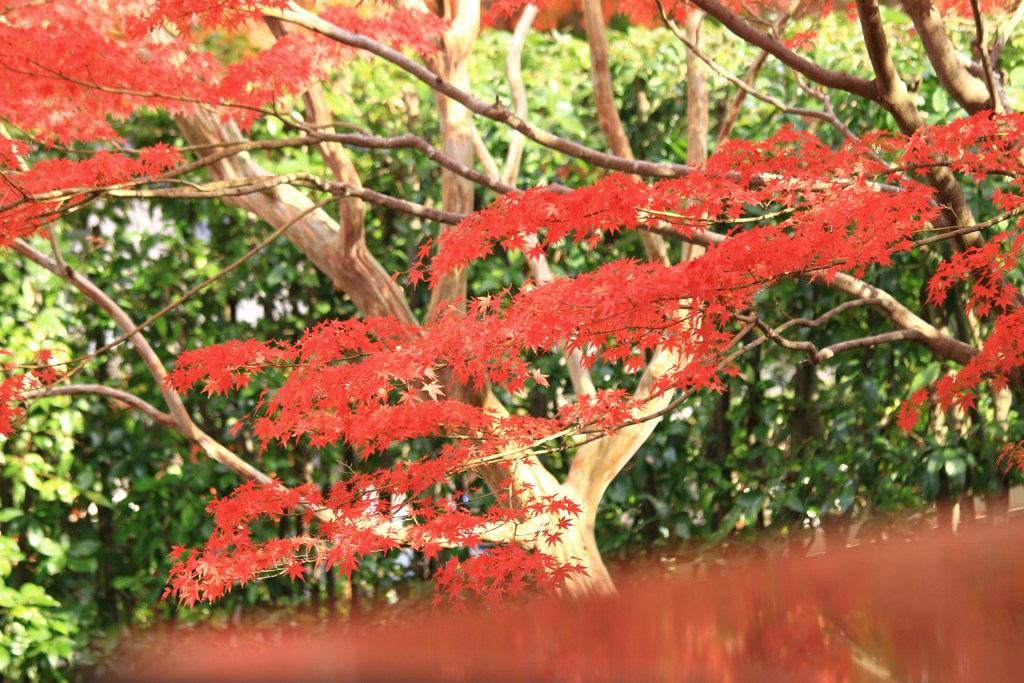 たなびく紅葉