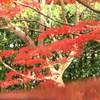 たなびく紅葉