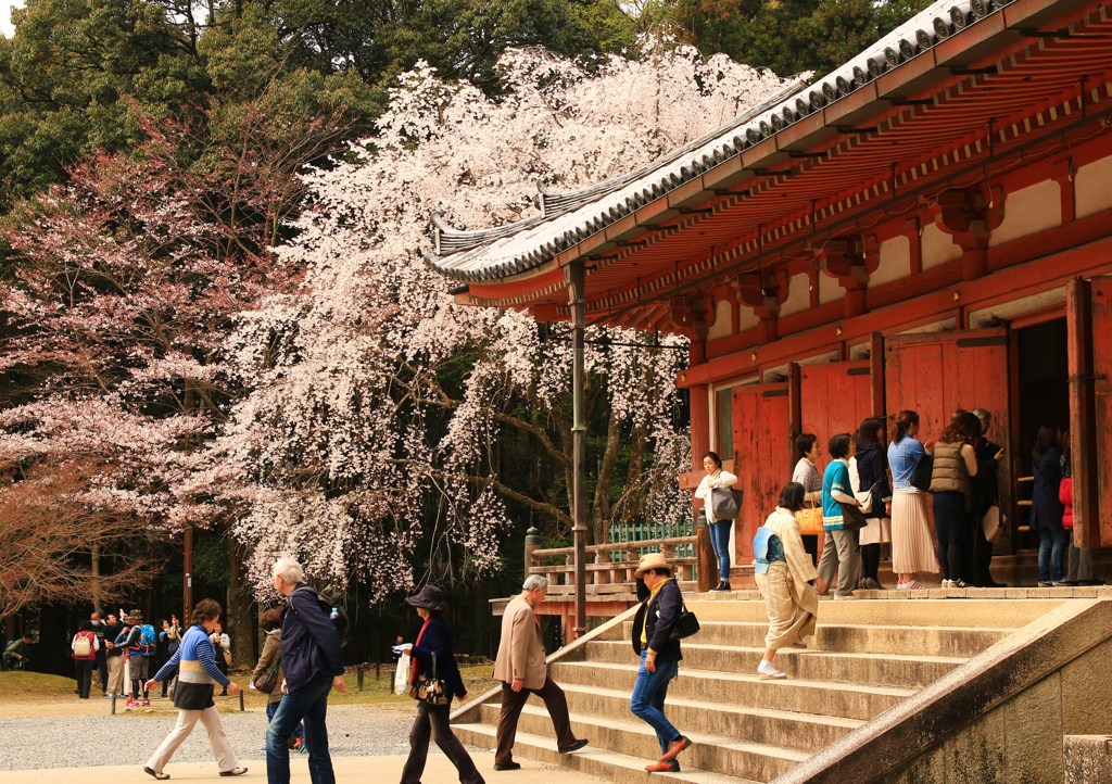 秀吉が愛した桜★醍醐寺・金堂のしだれ桜★