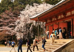 秀吉が愛した桜★醍醐寺・金堂のしだれ桜★