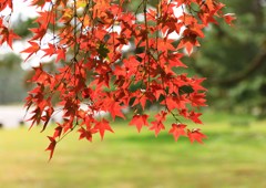 京都御所の秋＃紅葉＃