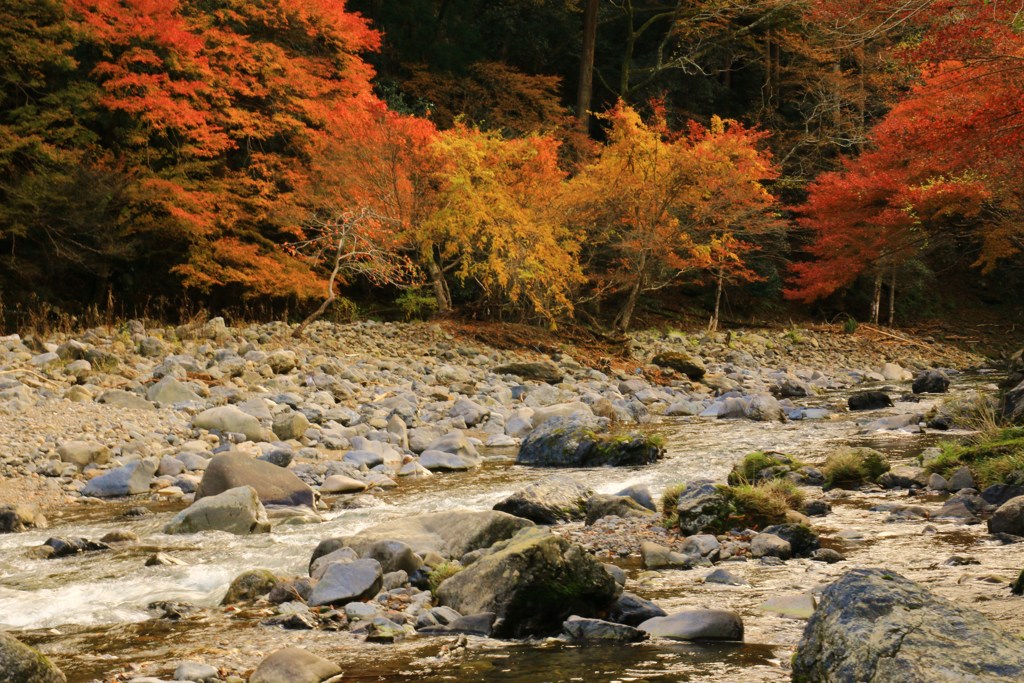 高雄・清滝川の紅葉