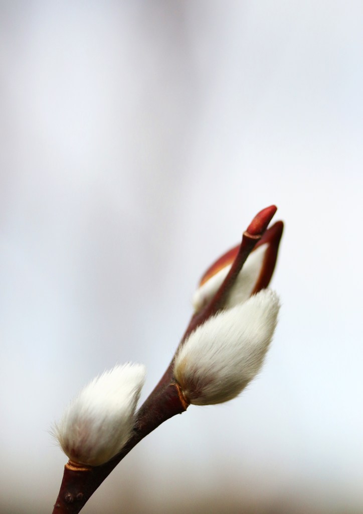 芽吹き