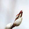 芽吹き